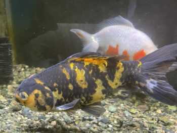 お気に入りの金魚を紹介します(^▽^)/